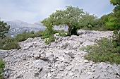 Supramonte di Orgosolo, Monte Tiscali